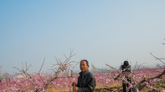 #田间#人间三月芳菲尽,田间桃花始盛开,农民桃园弄桃花,干什么呀