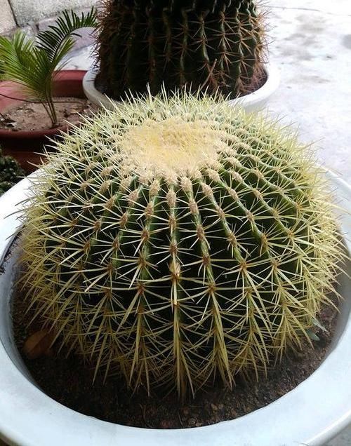  #仙人球的品种#仙人球养开花，花瓣寓意“幸运”，两个小要求，一下能开6朵花