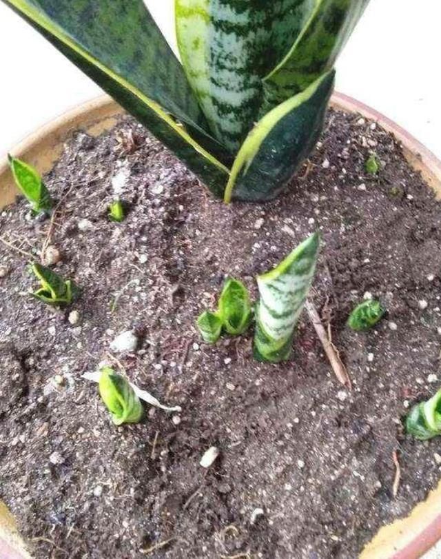  ＂fromicon＂:＂0＂虎皮兰有“三喜三怕”，了解它的喜好，叶片肥厚根系壮，爆芽多多
