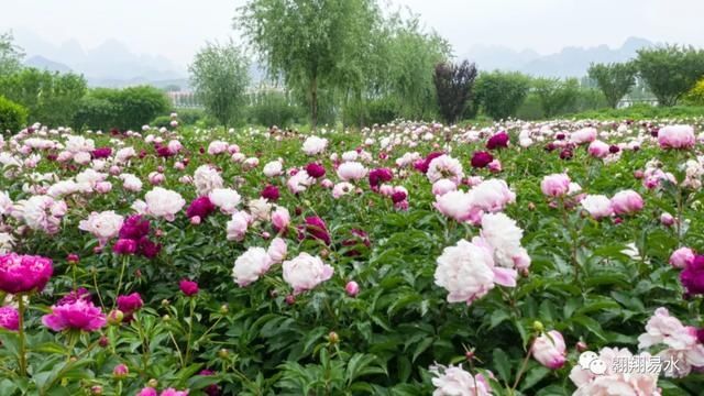  「同赏」母亲节，送花不如赏花，伴母同赏芍药花