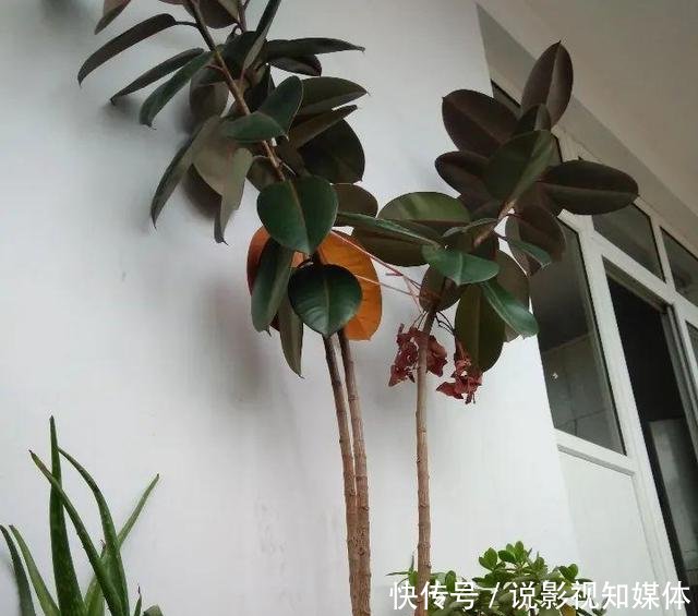 『难看』橡皮树窜到三米八,东倒西歪太难看,咔咔砍一刀,枝繁叶茂变老桩