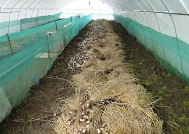  价值@养殖蜗牛也很赚钱，农民在家养殖一年收入十几万