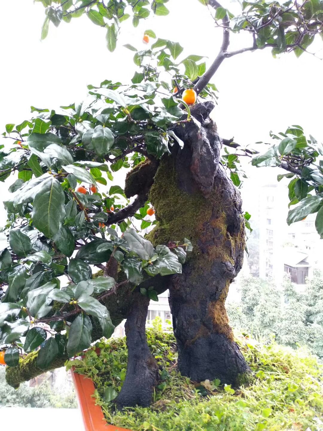 金弹子树桩盆景很有欣赏性，有的的确很美丽!