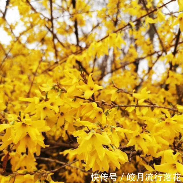 『植物』感觉公园里的植物就是不一样