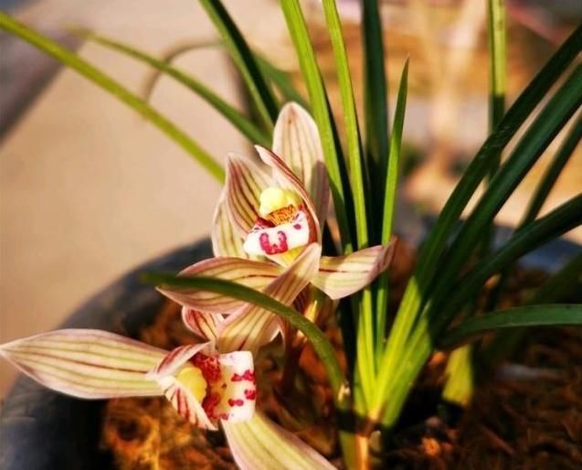  「解决」兰花长成了“草”？看看高手怎么处理，3招就解决了，简单又实用