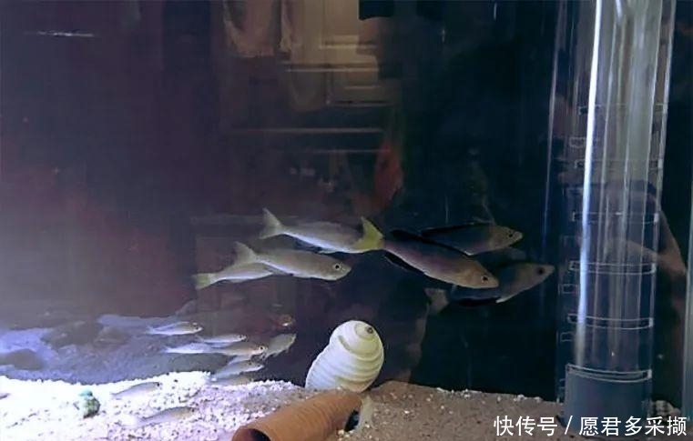  『好看』坦湖经典观赏鱼，繁殖超快，中层群游好看