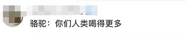  [坐不住]澳大利亚5天内将射杀1万只骆驼! 原因让网友坐不住了!
