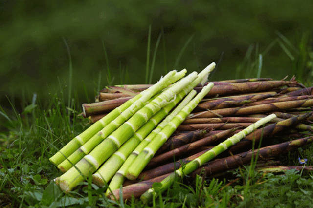 这个湖与邛海、泸沽湖齐名，是四川第三大天然高原湖泊