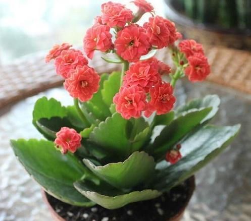  观赏价值■这“5种”植物，名字“吉利”，再贵也要养1盆，“旺家”又旺财