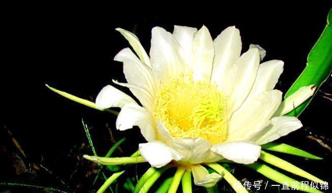 家中■这种花不管再“丑”也要养,家中守护神,养家中既镇宅又招财,值!
