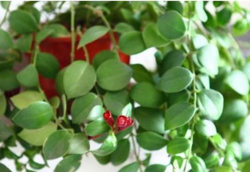  「强悍」这种植物别名“口红吊兰”，一年四季都开花，繁殖能力强悍，花美