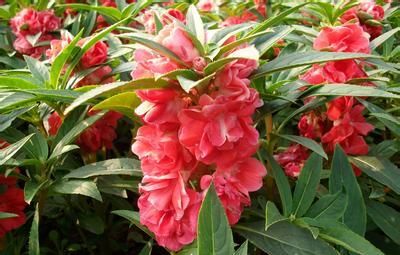  『艳丽』在家中养喜欢的花卉，就选花色艳丽，长势茂盛的3种花卉，太美了