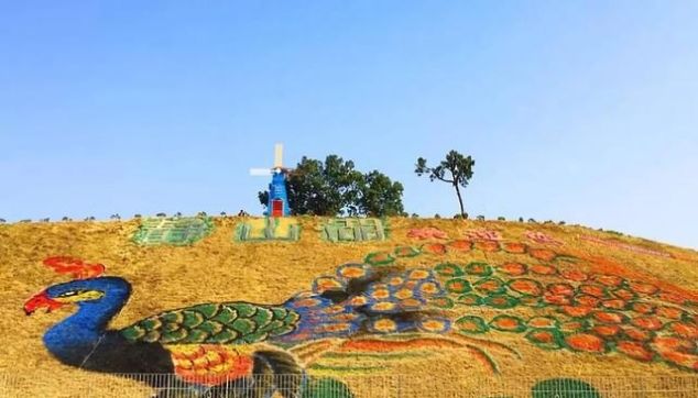 无长假不可怕!周末出发,前往广东的秘密花海!错过再等一年