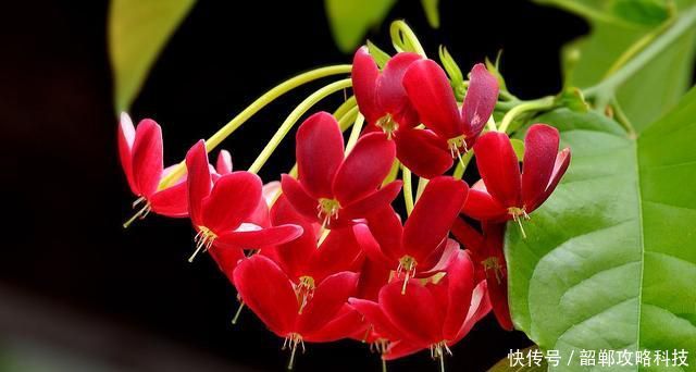 「适合」3种花很好养,开花量大味道浓郁,适合新手养护,不用操心花期长