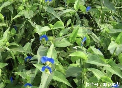  「值钱」此种“野草”不多见，被称为“鸭跖草”，珍贵、值钱，请勿忽视！