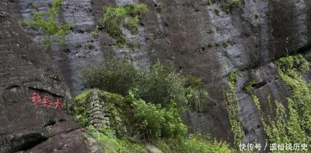 有钱:中国最珍稀的植物,曾一根分枝都能卖20多万,现在有钱也买不到