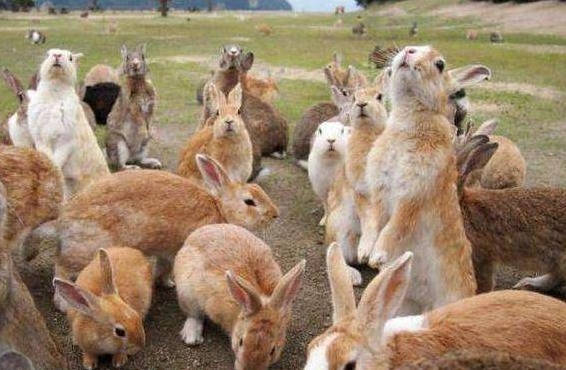 日本最神奇的一座岛屿，发家靠兔子，如今每年要接待十五万的游客