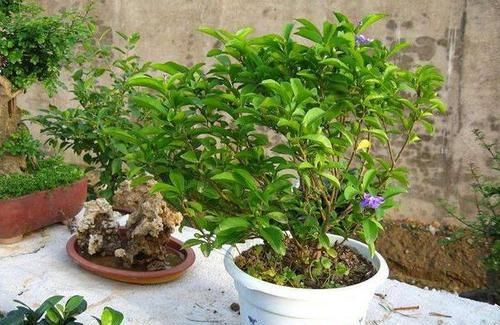  「春天」春天养花是门技术活：掌握4个诀窍，盆栽个个枝叶繁茂、开花多