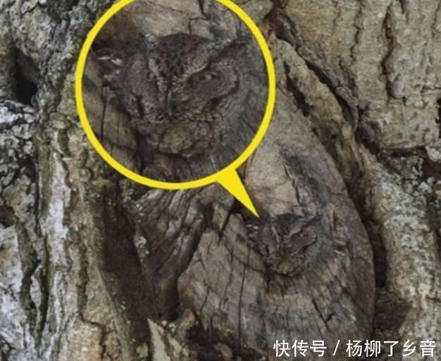 旅游随便拍的照片,回家一看魂都差点吓没了,树里居然有活物!