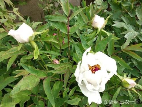  『培育』感叹牡丹的适应能力，在花农精心培育下，如今在东北落户花开