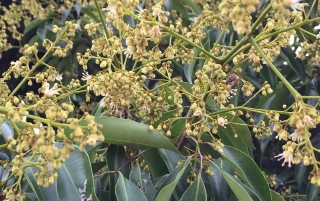  #上市#去年贵到吃不起，今年预计会降价？荔枝将上市，市场价格拭目以待