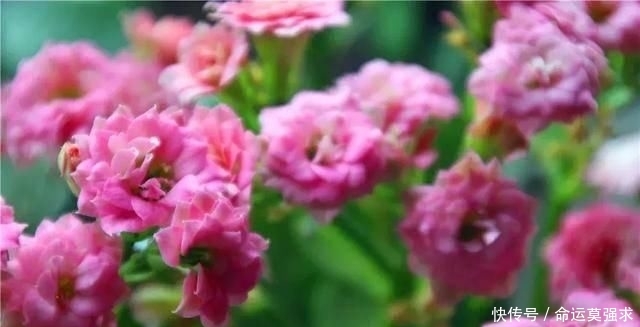 搜罗■史上最全“懒人植物”大搜罗,看看哪盆才是你的心头好