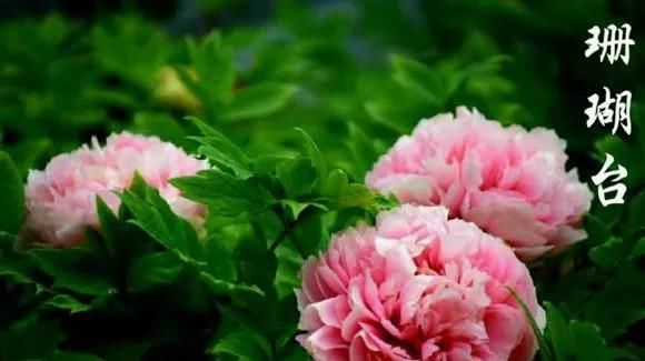  『牡丹』芍药和牡丹的区别图,看懂图就能轻松区分出来!