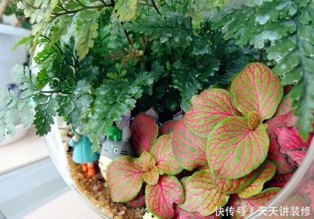  [图片作者]15种超级好养的花，不死鸟居然不是第一，“养花杀手”们试一试吧