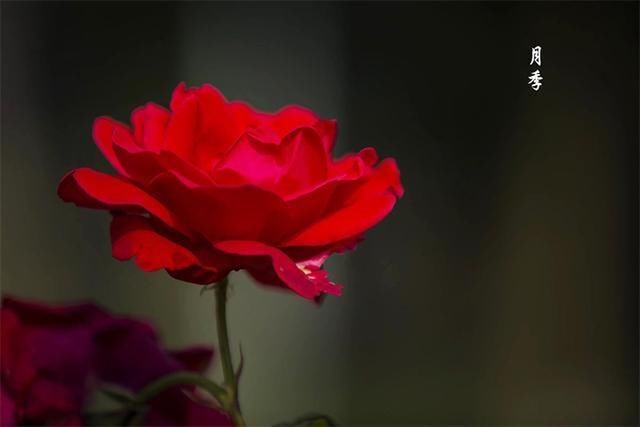「美丽」美丽平原:月季花开正艳 姹紫嫣红“靓”满城