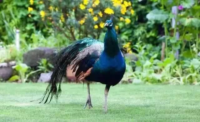 66岁大叔，8年时间打造出了中国最美私家花园，让人叹为观止！