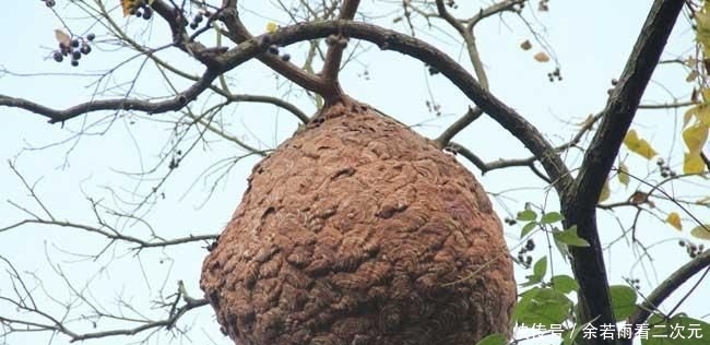  【上榜】农村不能乱碰的4种生物, 水蛭上榜, 碰了很可能会后悔