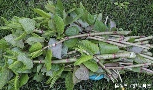 『根茎』农村院子里,若发现到1种“杂草”,请及时铲除,根茎有危害