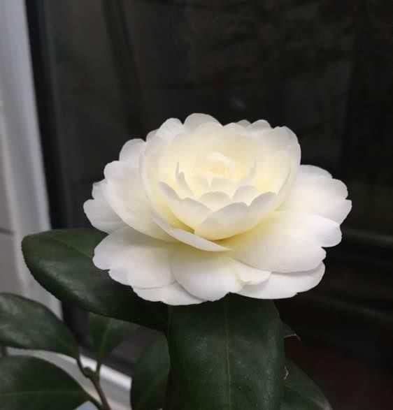  『传统』此花是中国传统名花，可媲美牡丹，植株低矮，还可盆栽观赏