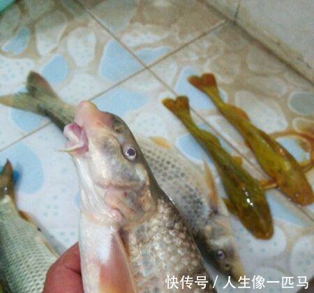 黄河名鱼，鸽子鱼再现，因为黄河变清