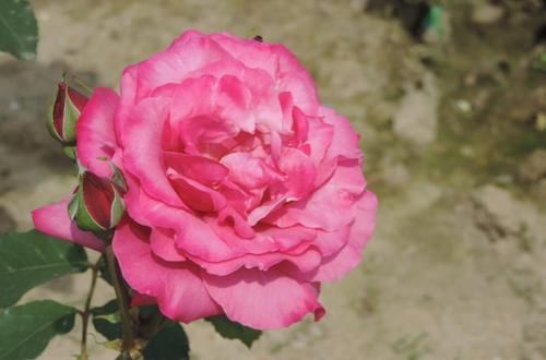  「妖姬」喜欢茶花，不如养盆“花中精品”桃灼蓝天，似粉色妖姬，鲜嫩可爱