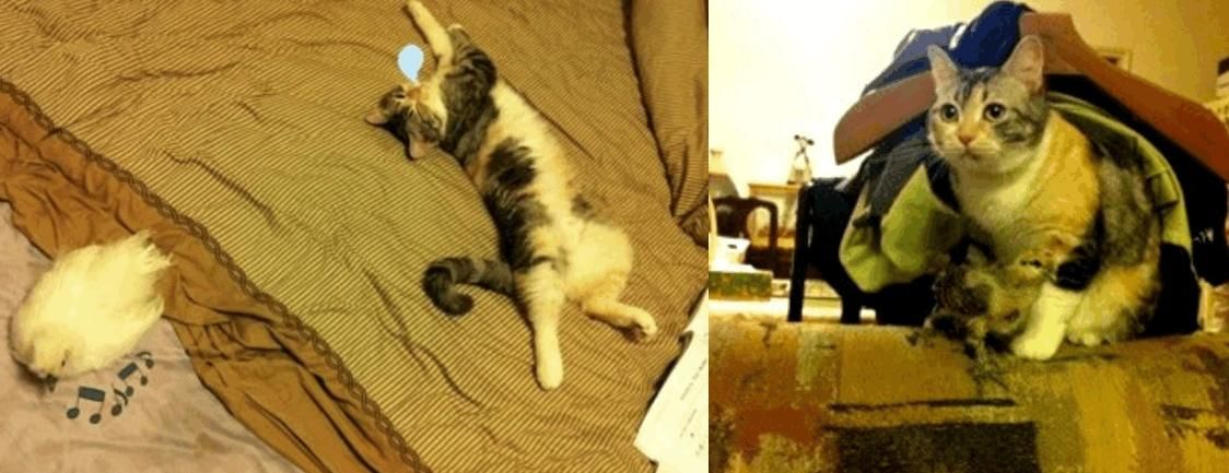  『主人』实验鸡差点安乐死, 获救后每天下蛋给主人吃