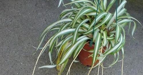  [芦荟]这10种绿植比'空气净化器'好用，好看又好养，家居盆栽首选