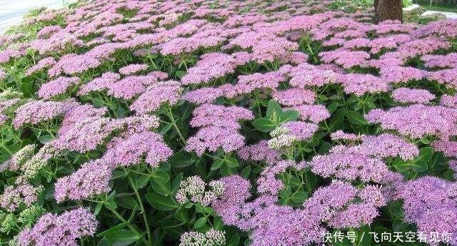 『蕨类植物』超级耐阴的几种花，常年不见太阳，也能郁郁葱葱长一片