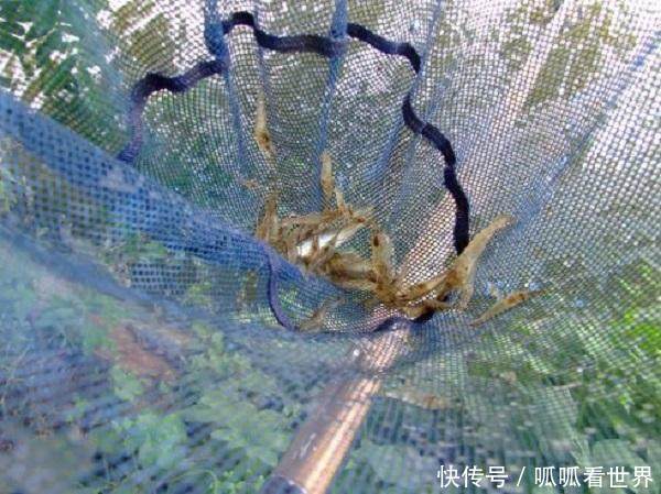 农村一小河里出现许多“漂浮物”，细看后引起附近农民赶来抢捞！