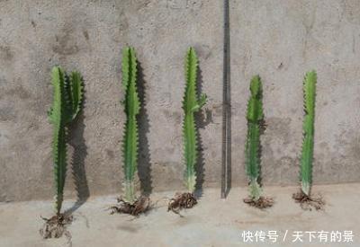 『扦插基』巴西龙骨植物怎么扦插