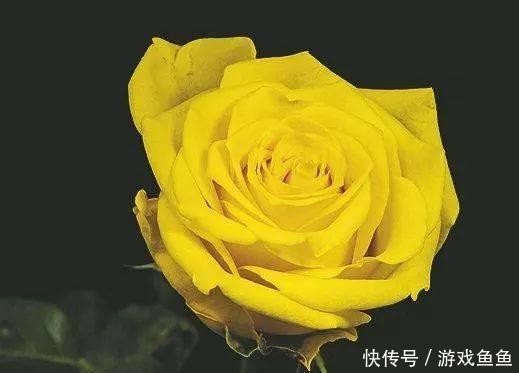 此花是光明之花，花开金光闪烁，似天边金色的阳光，给人无限光芒