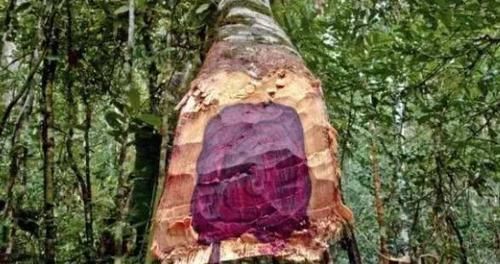  『暗香』一种堪比“紫檀”的树木，木质密集、有暗香，却被农民当柴烧