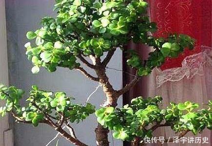  条件■大妈养一株“象鼻”盆景, 从没人要变“万元级”, 才花3个月!