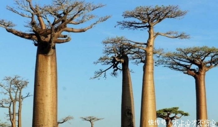 沙漠中的“生命树”，能够储存两吨水源，引入中国后让人哭笑不得