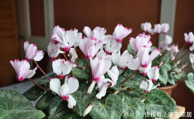 保活:养花小技巧:养花全靠1句话,100%保活!