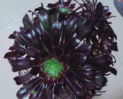  [花友们]花箭不能留！开花就会死的多肉，你家有吗？
