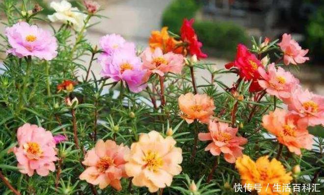春天■春天就养“4种花”,四季开花,花色多,一盆能养一辈子!