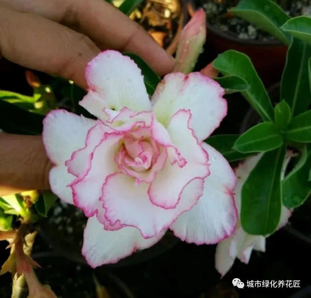  玫瑰：沙漠玫瑰根系似龙爪？做八方根盆景或提根盆景，不浪费完美根系