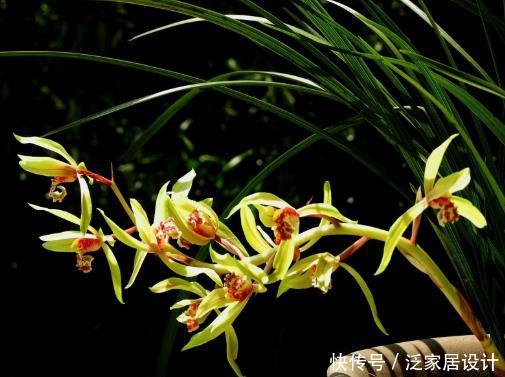  「兰花」兰花浇水有秘诀，光浇透远远不够，学会这4招花开满盆，赏心悦目