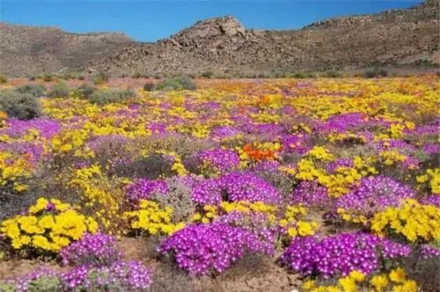 长满多肉的沙漠，共有3000种植物，对这片沙漠的身份产生质疑!